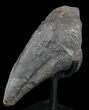 Killer Allosaurus Toe Claw With Stand - Wyoming #35162-2